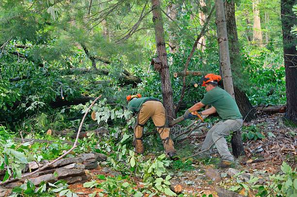 The Steps Involved in Our Tree Care Process in Indian Springs, GA